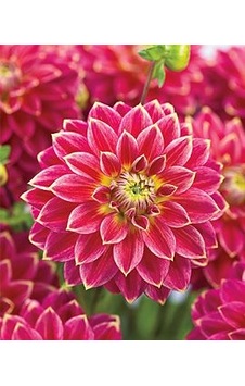 2 Adet Koyu Pembe Renkli Dahlia Yıldız Çiçeği Soğanı