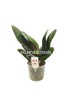 Çiçeksiz Orkide Fidesi (12 Cm Saksıda) Çiçeksiz Orkide Fidesi (12 Cm Saksıda)