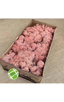 Reindeer Moss Pink Şoklanmış Norveç Yosunu 30gr Reindeer Moss Pink Şoklanmış Norveç Yosunu 30gr