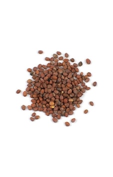 Aktar Store Kırmızı Turp Tohumu 250 Gr Aktar Store Kırmızı Turp Tohumu 250 Gr
