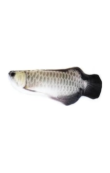 Peluş Arowana Balığı Kedi Oyuncağı 20 CM