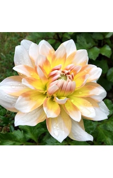 Sarı Beyaz Çift Renk Seattle Dahlia Yıldız Çiçeği Yumrusu 1 Adet Sarı Beyaz Çift Renk Seattle Dahlia Yıldız Çiçeği Yumrusu 1 Adet