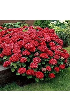 2 Yaş Saksıda Kırmızı Ortanca Çiçeği 50-70 Cm 2 Yaş Saksıda Kırmızı Ortanca Çiçeği 50-70 Cm