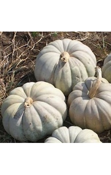 Tohumbaba Kabak Tohumu Kestane Kabak Pakette 10 Adet Tohum Tohumbaba Kabak Tohumu Kestane Kabak Pakette 10 Adet Tohum