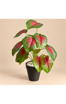 Yapay Islak Doku Caladium Bitkisi 50cm Kırmızı Yeşil Saksılı Yapay Islak Doku Caladium Bitkisi 50cm Kırmızı Yeşil Saksılı