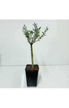Siyah 14X20 Cm'Lik Saksıda Minyatür Bonsai Zeytin Fidan Siyah 14X20 Cm'Lik Saksıda Minyatür Bonsai Zeytin Fidan