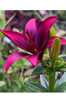 4 Adet Lilyum Zambak Çiçeği Soğanı Kokulu King Purple 4 Adet Lilyum Zambak Çiçeği Soğanı Kokulu King Purple