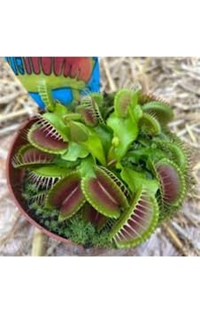 50 Adet Tohum Nepenthes Sinek Kapan Etobur Etçil Bitki Çiçek İthal Tohum 50 Adet Tohum Nepenthes Sinek Kapan Etobur Etçil Bitki Çiçek İthal Tohum
