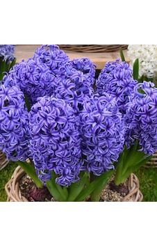 Hyacinthus Yoğun Kokulu Atlantic Sümbül Soğanı 3 Adet Hyacinthus Yoğun Kokulu Atlantic Sümbül Soğanı 3 Adet