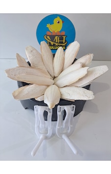 Mh Kalamar Kemiği 250 Gr + Kafes Aparatı 2 Adet