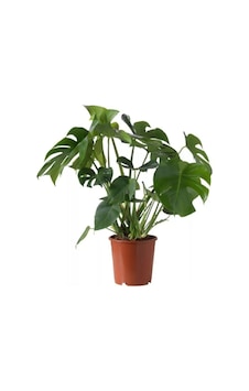 Deve Tabanı Ev Bitkisi 40-60 Cm Deve Tabanı Ev Bitkisi 40-60 Cm