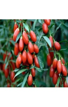Goji Berry Fidanı Tüplü Meyve Verme Yaşında Goji Berry Fidanı Tüplü Meyve Verme Yaşında