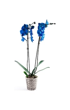 Canlı Çift Dal Mavi Orkide Çiçeği 03 - 86501709