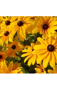 Afrika Papatyası Tohumu Yerli Rudbeckia 100 Adet Afrika Papatyası Tohumu Yerli Rudbeckia 100 Adet