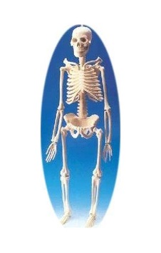 Küçük Boy İskelet Maketi