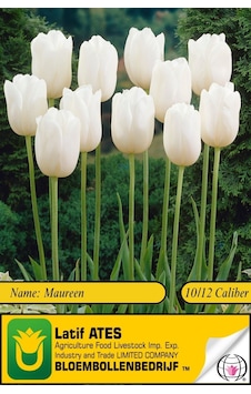 Maureen / 2023-lale Soğanı