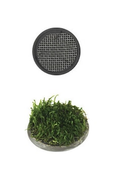 Cosmotex 4719856838670 Ista Bitki Taban Seramik 5 Cm Yuvarlak Cosmotex 4719856838670 Ista Bitki Taban Seramik 5 Cm Yuvarlak