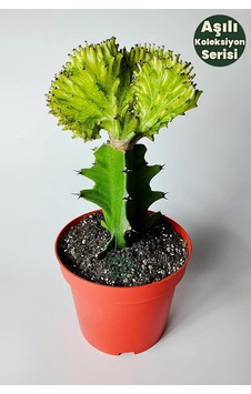 Euphorbia Cristata Variegata Koleksiyon Kaktüs Canlı Bitki Euphorbia Cristata Variegata Koleksiyon Kaktüs Canlı Bitki
