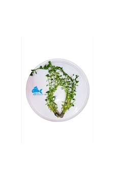 Bacopa Monnieri Canlı Akvaryum Bitkisi 5 Dal
