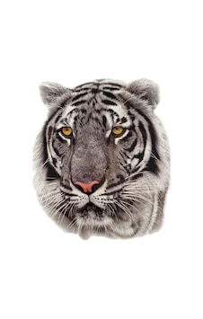 Geçici Dövme Gerçekçi Beyaz Kaplan Kafası Modeli Temporary Tattoo