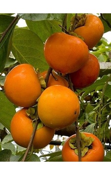 Tüplü Aşılı Kakolu Cennet Meyvesi Hachiya Fidan Tüplü Aşılı Kakolu Cennet Meyvesi Hachiya Fidan