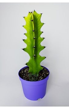 Euphorbia Kaktüs Süt Ağacı Kolay Bakım 1 Adet Euphorbia Kaktüs Süt Ağacı Kolay Bakım 1 Adet