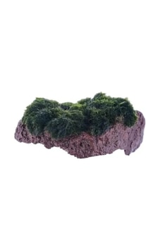 Marimo Moss Rock Canlı Bitki Marimo Moss Rock Canlı Bitki
