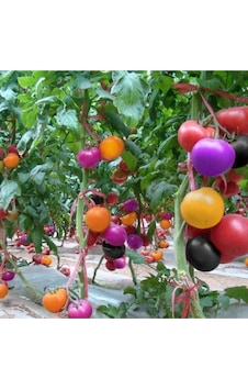 Tohumculuk Gökkuşağı Cherry Domates Tohumu Regarenk Domates Tohumu 10 Tohum + Saksı Toprak Tohumculuk Gökkuşağı Cherry Domates Tohumu Regarenk Domates Tohumu 10 Tohum + Saksı Toprak