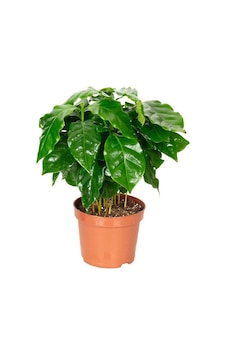 Arabica Coffee Kahve Fidanı. Saksıda