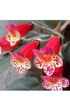 Multiflora Kohleria Japon Küpelisi Çiçeği Fidesi Mini Potta Multiflora Kohleria Japon Küpelisi Çiçeği Fidesi Mini Potta