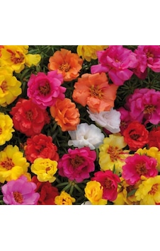 Katmerli İpek Çiçeği Kedi Tırnağı Tohumu Tekli Katmerli İpek Çiçeği Kedi Tırnağı Tohumu Tekli