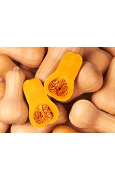 Butternut Kabak Tohumu 6 adet Butternut Kabak Tohumu 6 adet