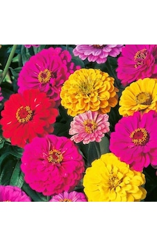Karışık Zinna Çiçeği Tohumu Kirli Hanım Çiçeği 10 Tohum+ To Karışık Zinna Çiçeği Tohumu Kirli Hanım Çiçeği 10 Tohum+ To