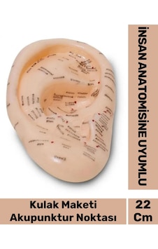 Özel Üretim Kırılmaz Sert Plastik İnsan Anatomisine Uyumlu Muayene 22cm Akupunktur Kulak Maketi Özel Üretim Kırılmaz Sert Plastik İnsan Anatomisine Uyumlu Muayene 22cm Akupunktur Kulak Maketi