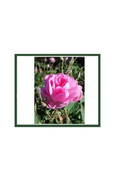 Gülpembe Kokulu Gül Fidanı Saksılı 10-30 Cm Gülpembe Kokulu Gül Fidanı Saksılı 10-30 Cm