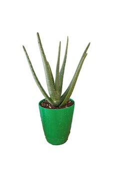 Aloe Vera Çiçeği Fidanı 10-20 Cm Aloe Vera Çiçeği Fidanı 10-20 Cm