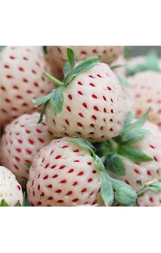 Pineberry Yediveren Beyaz Çilek Fidesi Saksılı Pineberry Yediveren Beyaz Çilek Fidesi Saksılı