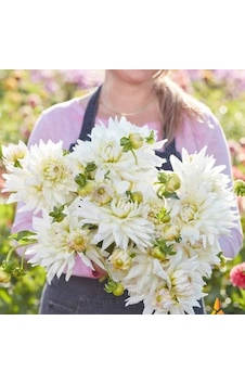Büyük Çiçekli Clearview Edie Dahlia Yıldız Çiçeği Soğanı Yumrusu 1 Adet Büyük Çiçekli Clearview Edie Dahlia Yıldız Çiçeği Soğanı Yumrusu 1 Adet