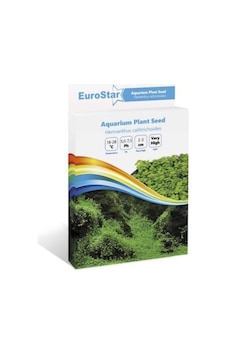 Eurostar Bitki  Tohumu  Hemianthus Callitrichoides