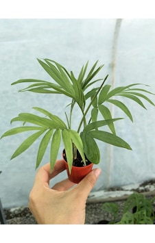 Mini Chamaedorea Dağ Areka Palmiyesi Mini Chamaedorea Dağ Areka Palmiyesi