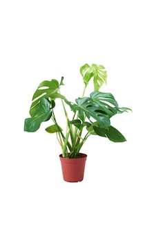Nura Botanik Deve Tabanı Monstera Diğer