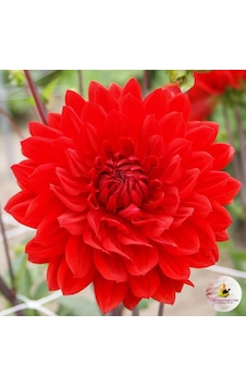 İri Çiçekli Garden Wonder Dahlia Yıldız Çiçeği Yumrusu 1 Adet İri Çiçekli Garden Wonder Dahlia Yıldız Çiçeği Yumrusu 1 Adet