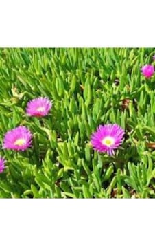 Gardenbox Saksılı Kaz Ayağı Çiçeği Fidanı 10-20 Cm Canlı Gardenbox Saksılı Kaz Ayağı Çiçeği Fidanı 10-20 Cm Canlı