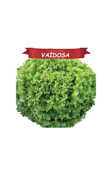 Vaidosa KıvırcıkKışlık Marul Tohumu Topraksız Tarım Vaidosa KıvırcıkKışlık Marul Tohumu Topraksız Tarım