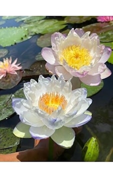 15 Adet Lotus Çiçeği Tohumu Nilüfer Çiçeği Karışık Renkli Orjinal Lotus Su Ve Toprakta Yetişir 20beyazcipso 15 Adet Lotus Çiçeği Tohumu Nilüfer Çiçeği Karışık Renkli Orjinal Lotus Su Ve Toprakta Yetişir 20beyazcipso