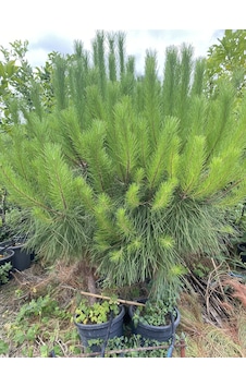 Saksılı Fıstık Çamı Fidanı 5 Yaşında Pinus Pinea Saksılı Fıstık Çamı Fidanı 5 Yaşında Pinus Pinea