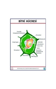 Bitki Hücresi Levhası 70X100 Cm N11.24436