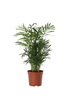 Areka Palmiyesi 30-40cm Areka Palmiyesi 30-40cm