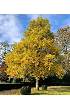 Lale Ağacı Fidanı - 2 Yaş Saksılı Liriodendron Tulipifera Lale Ağacı Fidanı - 2 Yaş Saksılı Liriodendron Tulipifera