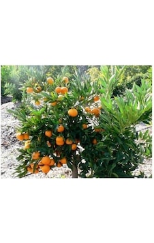 Mandalina Fidanı Tüplü Mandalina Fidanı Tüplü